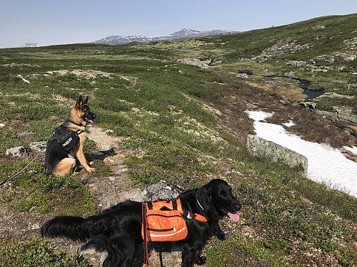 Det ble ikke noen tur til Langsuene i bakgrunnen denne gangen. 25 grader varmt! Den snøen vil vi avkjøle oss i! 