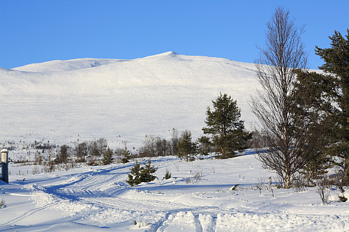 Dagens mål