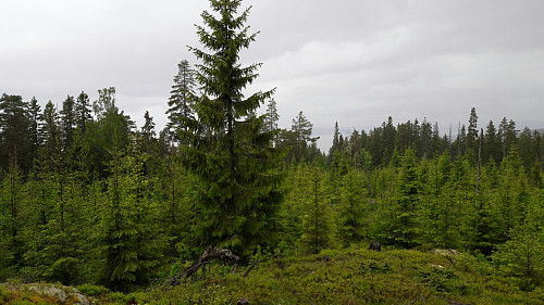 Utsikt fra "Mjøsa utsikt"