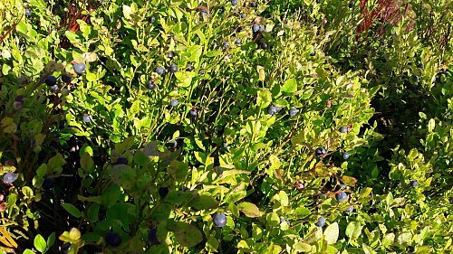 Mye blåbær å se på Skonhovdhøgda