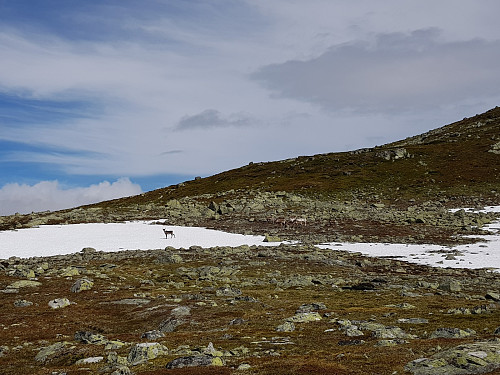 Reinsdyr