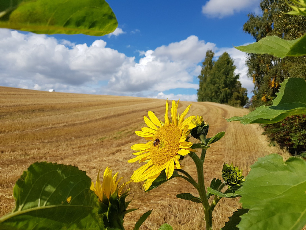 Flott solsikke