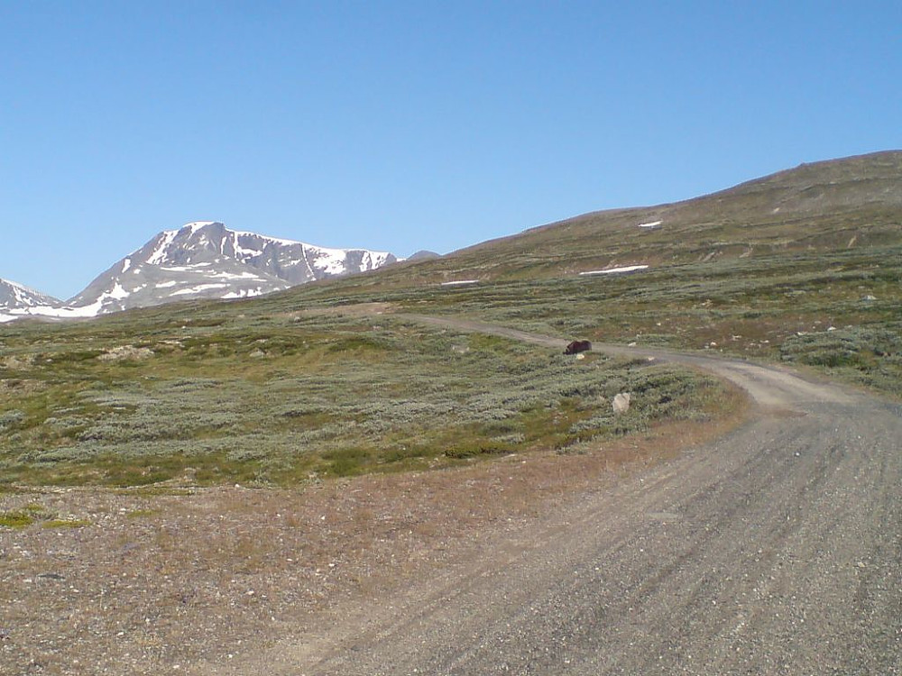 Plutselig en moskus i veien. Målet i bakgrunnen.