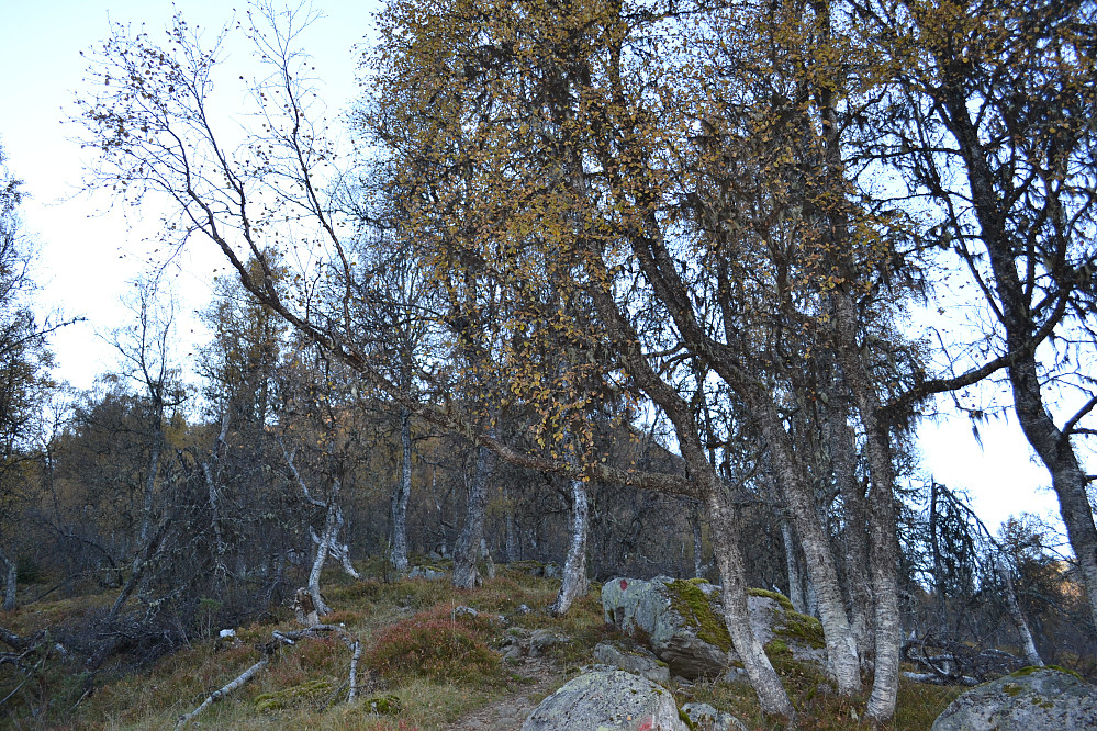Man starter i tett bjørkeskog, og stien er markert og skiltet.