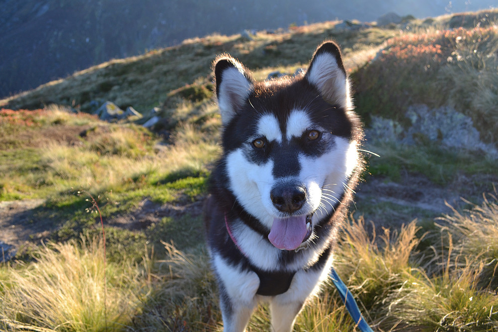 Vi hadde lånt med fine Vaffel, hunden til en medstudent, på turen.