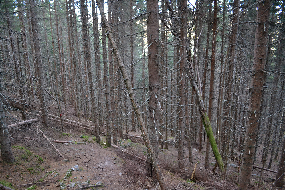 På vei ned fant jeg stien gjennom granskogen. Den kunne med hell vært ryddet litt, mange felte trær.