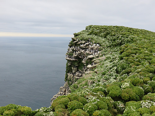 Tuer med Skjørbuksurt og polarlomvi på Fuglefjellet, sjøen er 400 m rett ned