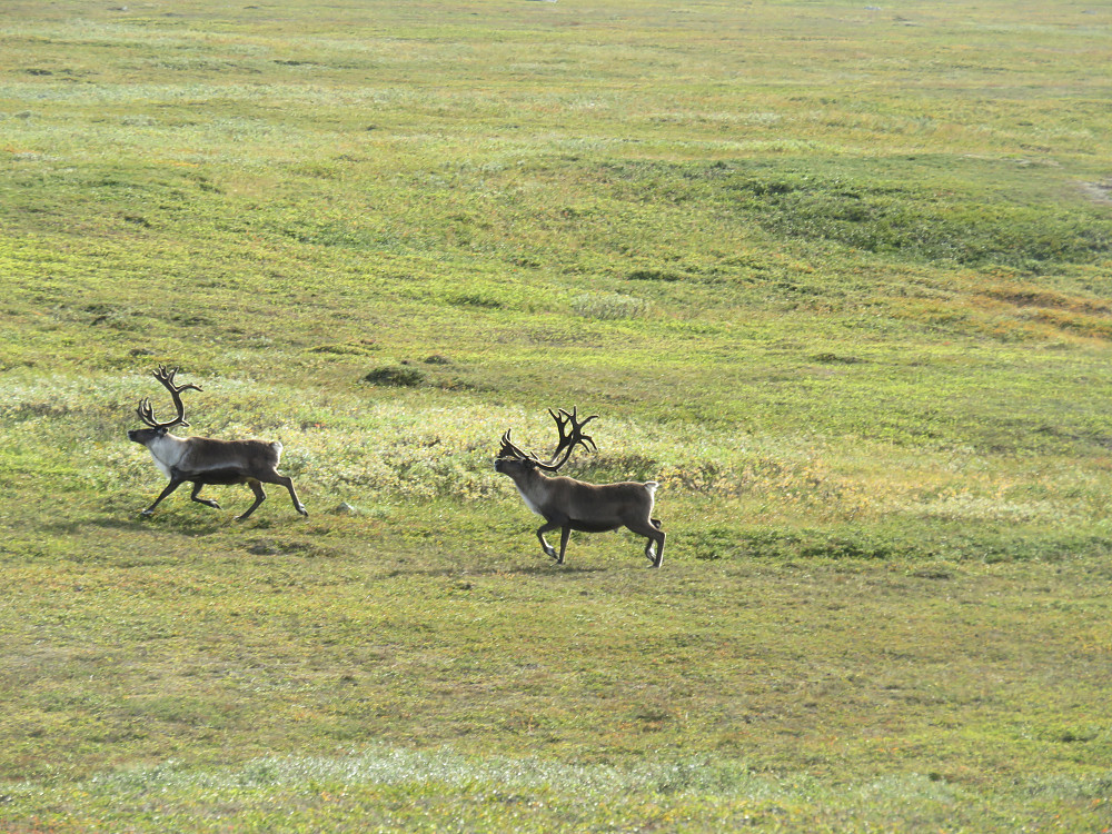 Mange reinsdyr å se på turen