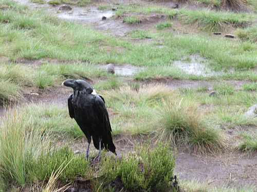 African white necked raven sturer i regnet på Shira 1