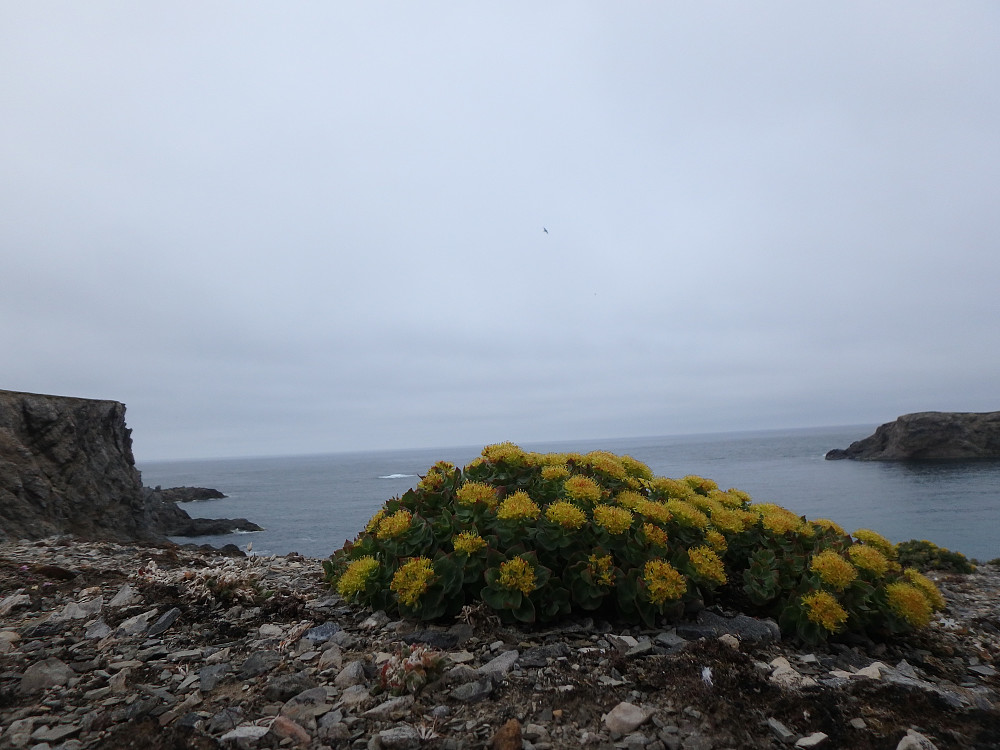 Rosenroten i full blomst i Kvalrossbukta