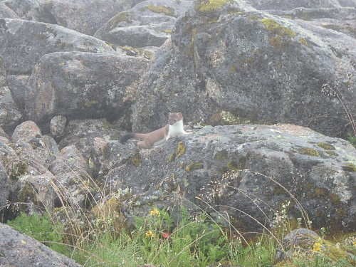 En av de to røyskattene jeg traff på turen:)
