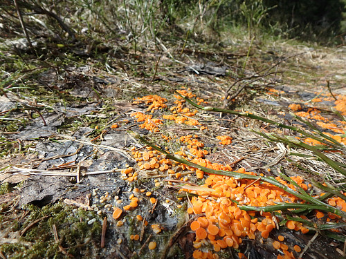 Mye orange elgbeger å se i skogen her, vokser på elgtiss
