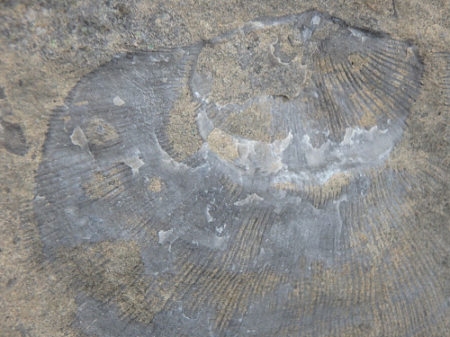 Mange fossiler å se på Alfredfjellet
