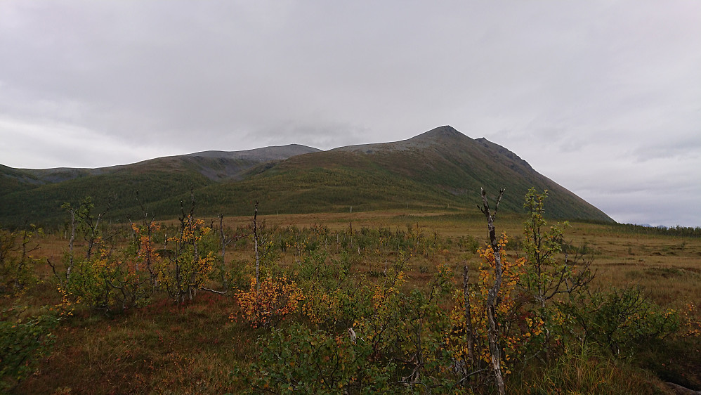 Dagens turmål
