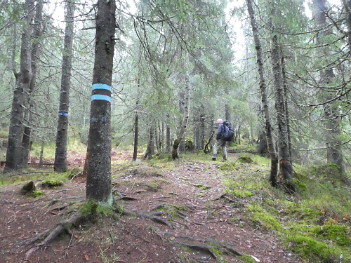 Dobbeltmerket tre i stikrysset