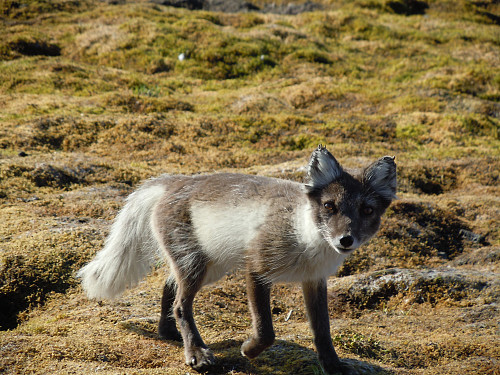 Fjellrev på Hambergfjellet