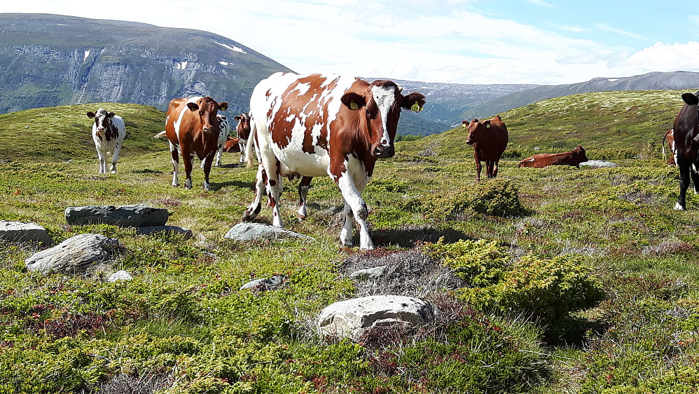 Vakre kyr på vakkert beite i Loslia