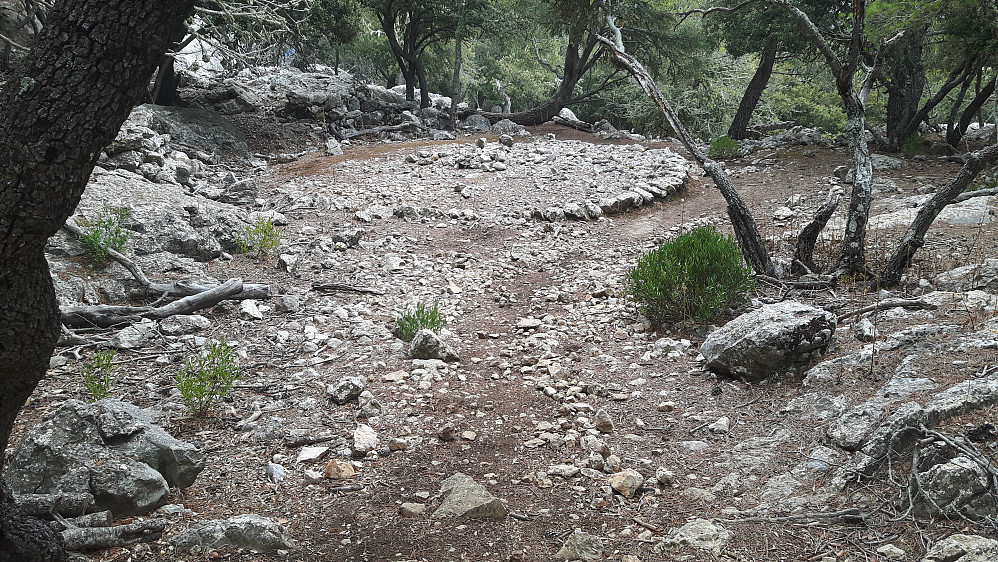 Masse spor etter tidligere virksomheter(sitjaer) nedover skogen