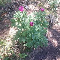 elleso_20170626_5950e94247356.jpg