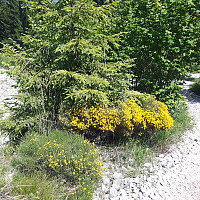 elleso_20170626_5950f3453eb7a.jpg
