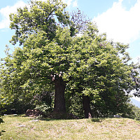 elleso_20170626_5950f35dddb9a.jpg