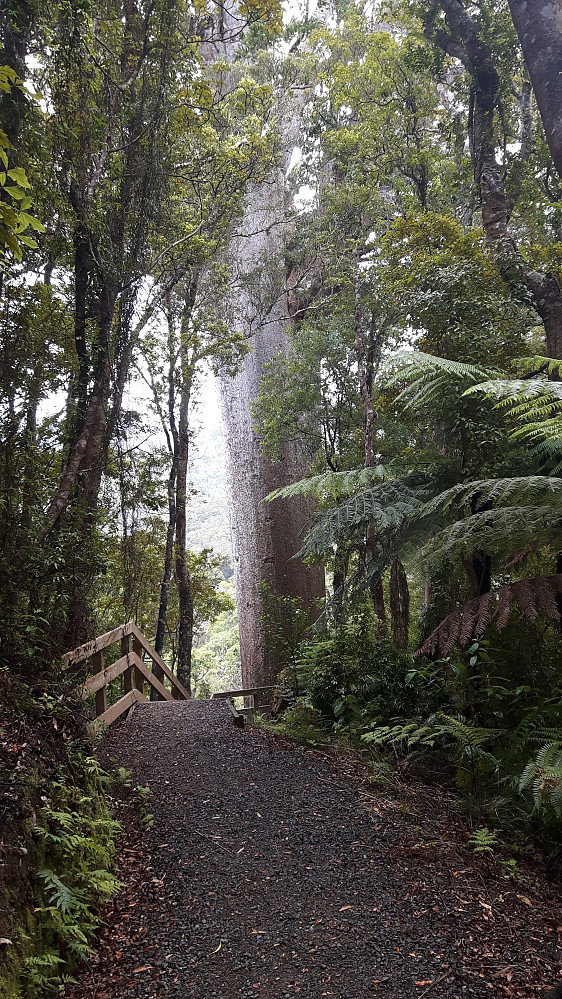 Et ganske imponerende  Kauri tre
