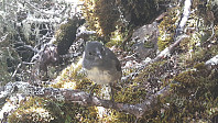 elleso_20190311_5c86ae0c9ce8c.jpg