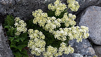 elleso_20190317_5c8e78688ce9e.jpg