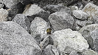 elleso_20190317_5c8e78a0a78ef.jpg