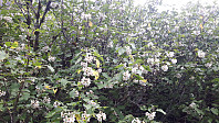 elleso_20190317_5c8e78bca3a86.jpg