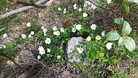 elleso_20190501_5cc9e93a36c54.jpg
