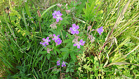 elleso_20190622_5d0de4eec4391.jpg