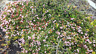 elleso_20190627_5d14fe693e308.jpg