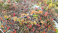 elleso_20191018_5da966ccb7344.jpg