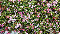 elleso_20200706_5f03192ee16a5.jpg