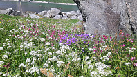 elleso_20200706_5f037608e8234.jpg