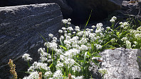 elleso_20200706_5f037627ee7ea.jpg