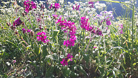 elleso_20200706_5f037633d1e1a.jpg