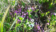 elleso_20200706_5f037acfbaa59.jpg