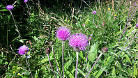 elleso_20200712_5f0b62be9f615.jpg