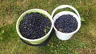 elleso_20200905_5f53d2d328dfe.jpg