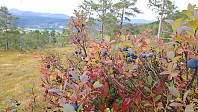 elleso_20200926_5f6f727db44f5.jpg