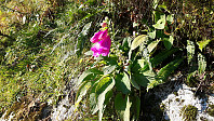 elleso_20201020_5f8f42167e19c.jpg
