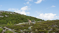 ovega_20160613_575e6db0e81d6.jpg