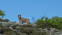 ovega_20160613_575e6dbd79057.jpg