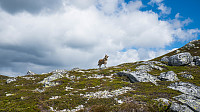 ovega_20160613_575e6e23204c3.jpg