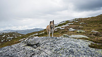 ovega_20160613_575e6ed6385f7.jpg
