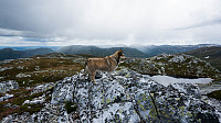 ovega_20160613_575e6f19d7398.jpg