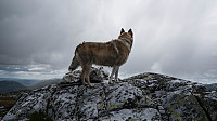 ovega_20160613_575e6f2f07450.jpg