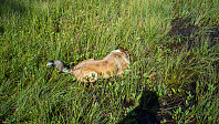 ovega_20160613_575e77f78a11d.jpg